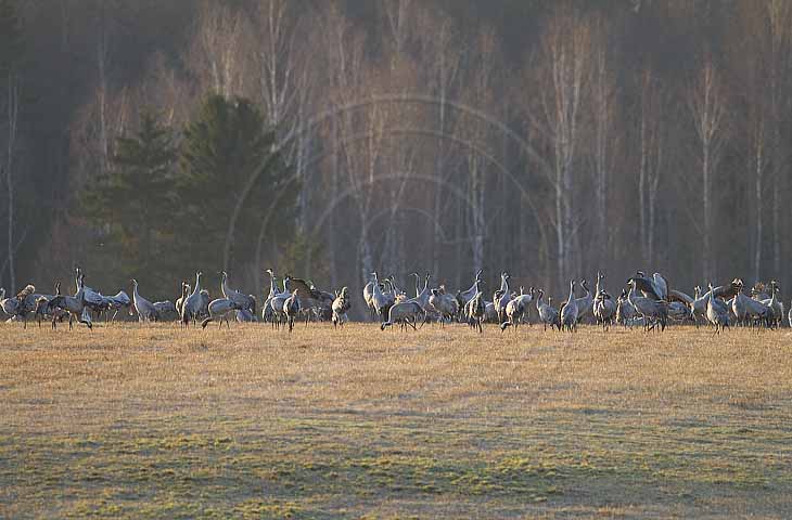 Kranich, Bodenaufnahmen