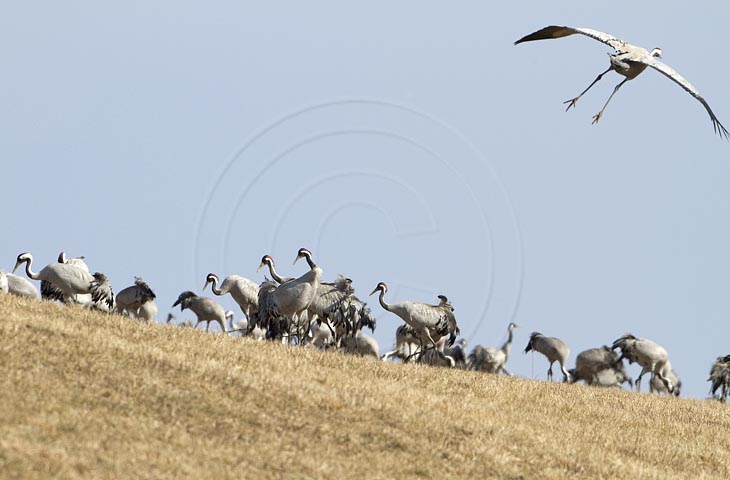 Kranich, Bodenaufnahmen