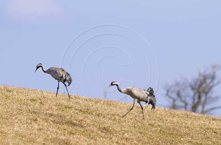 Kranich, Bodenaufnahmen
