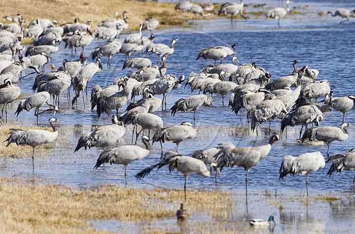 Kranich, Bodenaufnahmen
