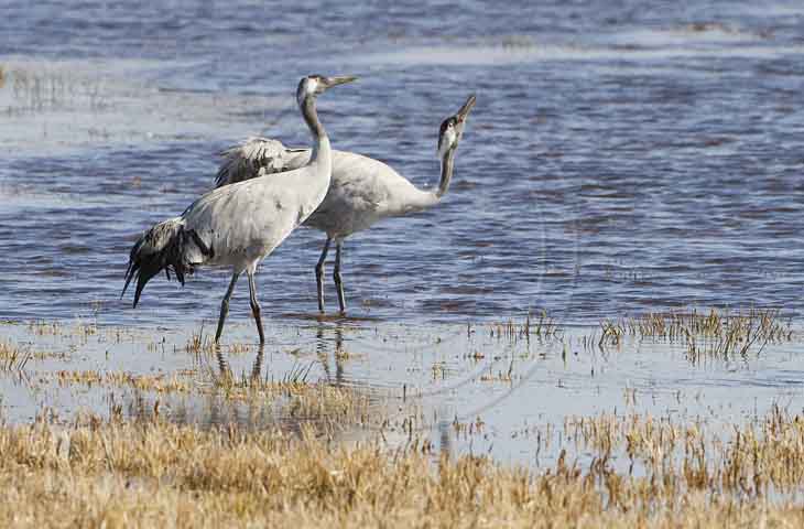 Kranich, Bodenaufnahmen