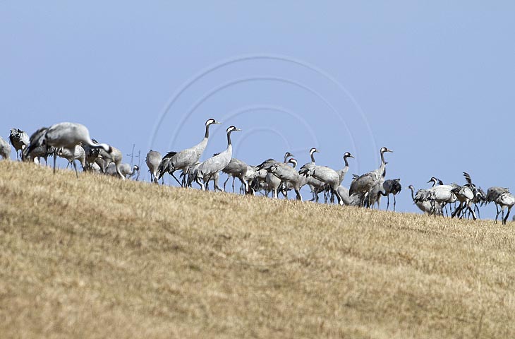 Kranich, Bodenaufnahmen
