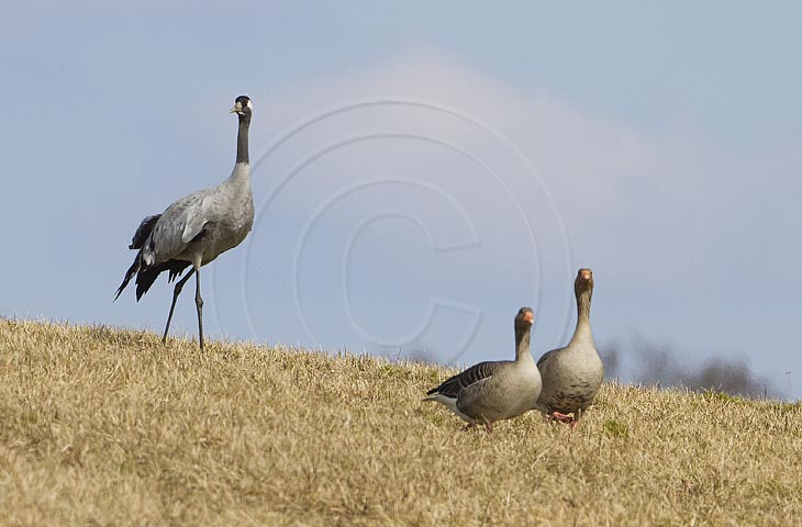 Kranich, Bodenaufnahmen