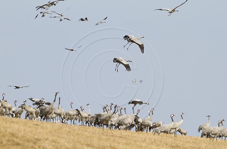 Kranich, Bodenaufnahmen