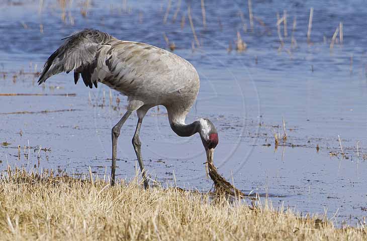 Kranich, Bodenaufnahmen