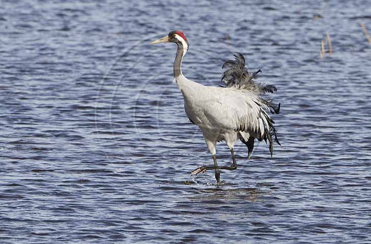 Kranich, Bodenaufnahmen