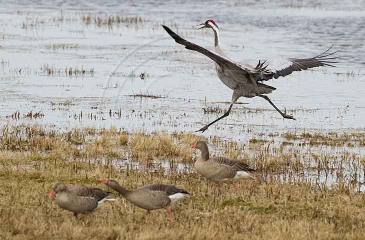 Kranich, Bodenaufnahmen