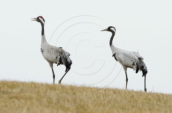 Kranich, Bodenaufnahmen