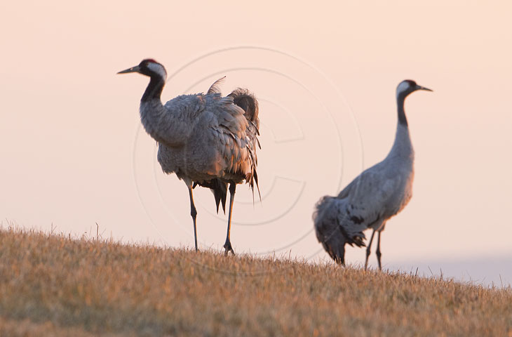 Kranich, Bodenaufnahmen