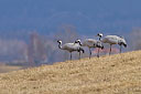 Kranich, Bodenaufnahmen