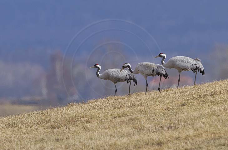 Kranich, Bodenaufnahmen