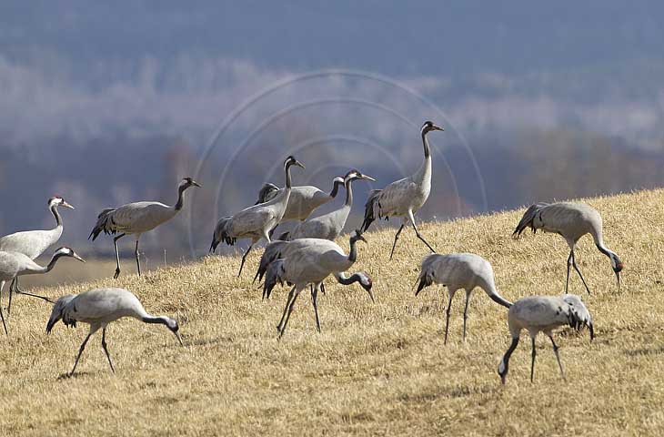 Kranich, Bodenaufnahmen