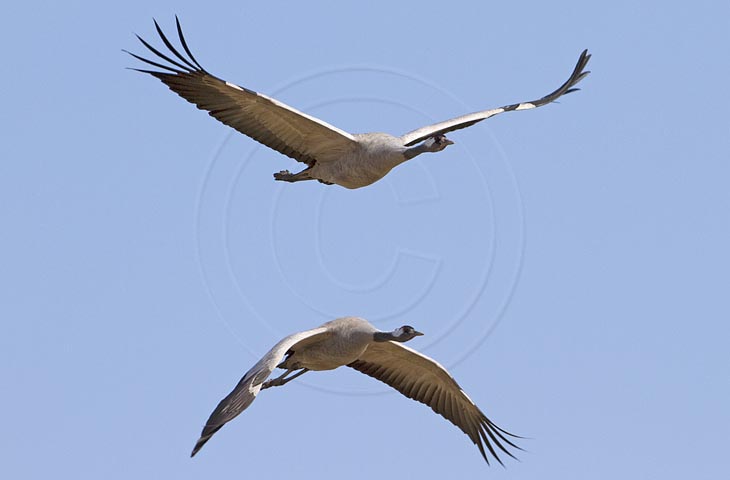 Kranich Flugbilder 1-30, je nach Geschwindigkeit Ihres Rechners kann das laden der Bilder etwas dauern.