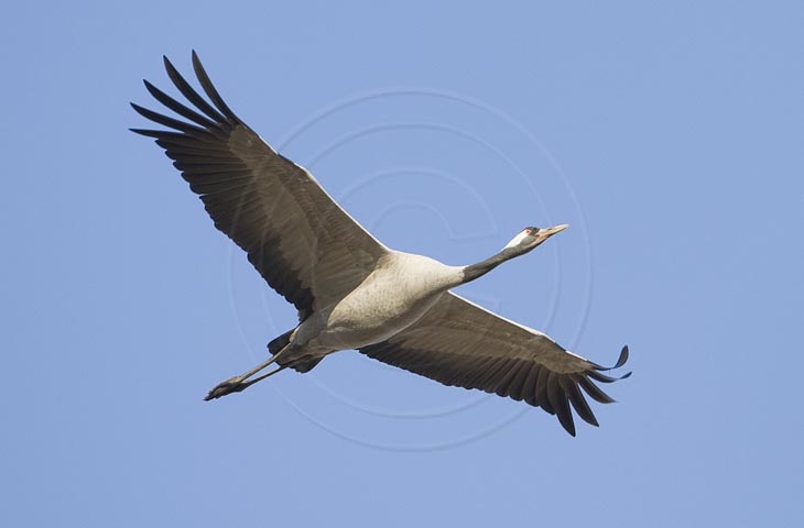 Kranich Flugbilder 1-30, je nach Geschwindigkeit Ihres Rechners kann das laden der Bilder etwas dauern.