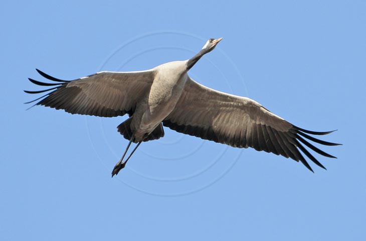 Kranich Flugbilder 1-30, je nach Geschwindigkeit Ihres Rechners kann das laden der Bilder etwas dauern.