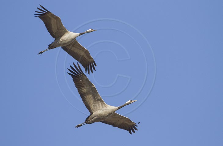Kranich Flugbilder 1-30, je nach Geschwindigkeit Ihres Rechners kann das laden der Bilder etwas dauern.