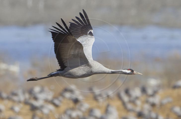 Kranich Flugbilder 1-30, je nach Geschwindigkeit Ihres Rechners kann das laden der Bilder etwas dauern.