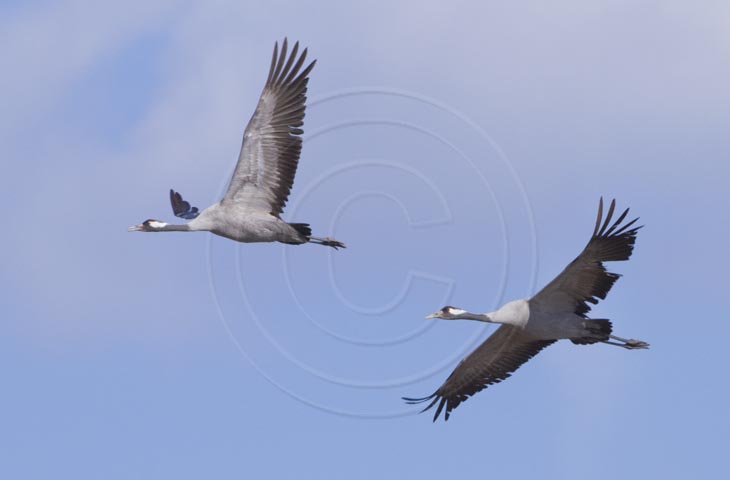 Kranich Flugbilder 1-30, je nach Geschwindigkeit Ihres Rechners kann das laden der Bilder etwas dauern.