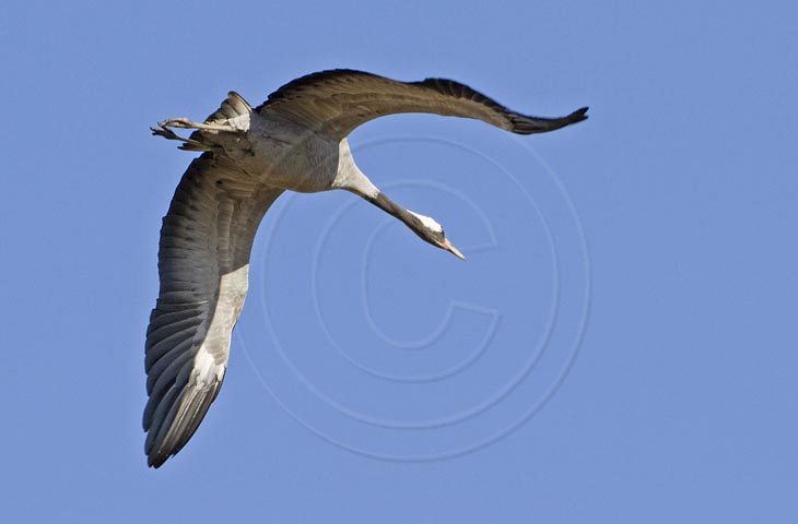Kranich Flugbilder 1-30, je nach Geschwindigkeit Ihres Rechners kann das laden der Bilder etwas dauern.
