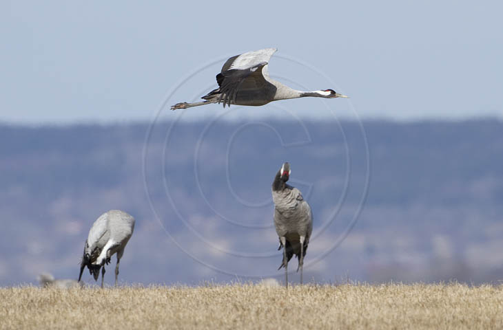 Kranich Flugbilder 1-30, je nach Geschwindigkeit Ihres Rechners kann das laden der Bilder etwas dauern.