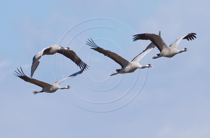 Kranich Flugbilder 1-30, je nach Geschwindigkeit Ihres Rechners kann das laden der Bilder etwas dauern.