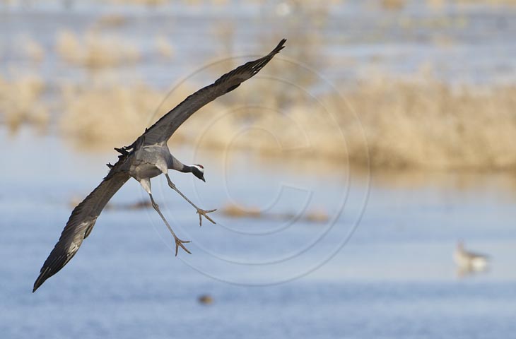 Kranich Flugbilder 1-30, je nach Geschwindigkeit Ihres Rechners kann das laden der Bilder etwas dauern.