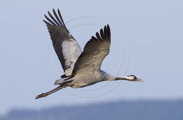 Kranich Flugbilder 1-30, je nach Geschwindigkeit Ihres Rechners kann das laden der Bilder etwas dauern.