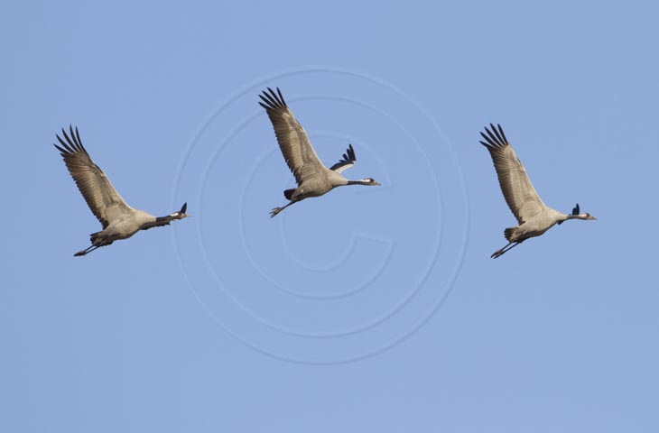 Kranich Flugbilder 1-30, je nach Geschwindigkeit Ihres Rechners kann das laden der Bilder etwas dauern.
