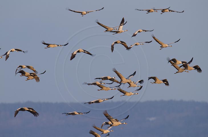 Kranich Flugbilder 1-30, je nach Geschwindigkeit Ihres Rechners kann das laden der Bilder etwas dauern.