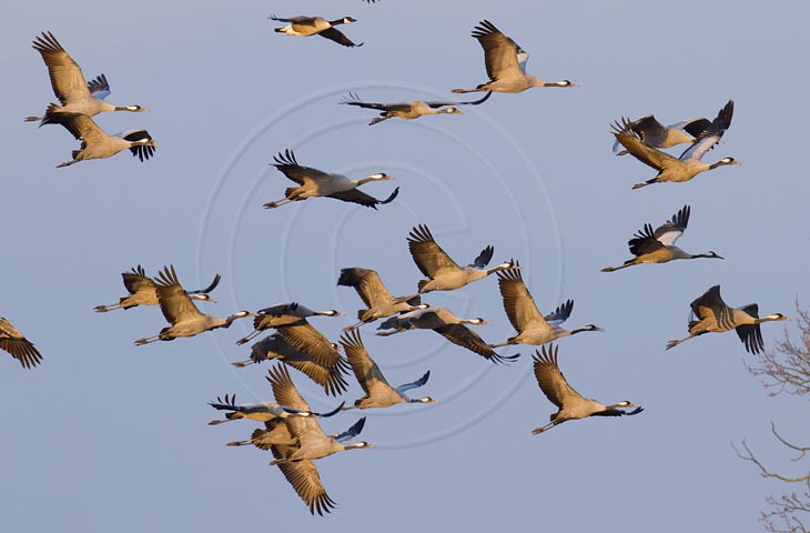 Kranich Flugbilder 1-30, je nach Geschwindigkeit Ihres Rechners kann das laden der Bilder etwas dauern.