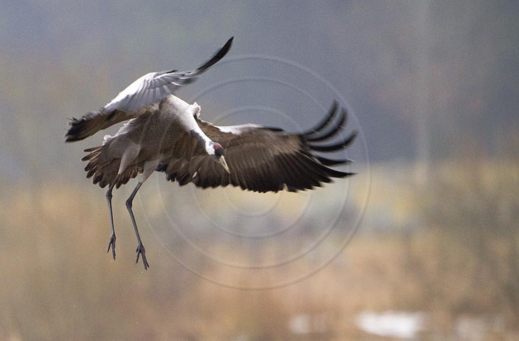 Kranich Flugbilder 1-30, je nach Geschwindigkeit Ihres Rechners kann das laden der Bilder etwas dauern.