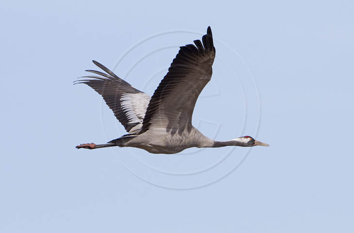 Kranich Flugbilder 1-30, je nach Geschwindigkeit Ihres Rechners kann das laden der Bilder etwas dauern.