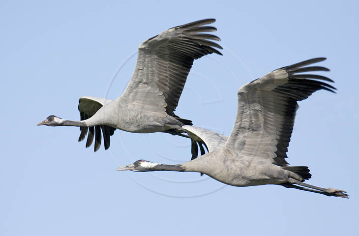 Kranich Flugbilder 1-30, je nach Geschwindigkeit Ihres Rechners kann das laden der Bilder etwas dauern.