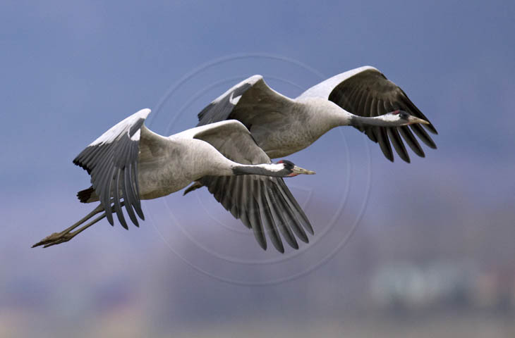 Kranich Flugbilder 1-30, je nach Geschwindigkeit Ihres Rechners kann das laden der Bilder etwas dauern.