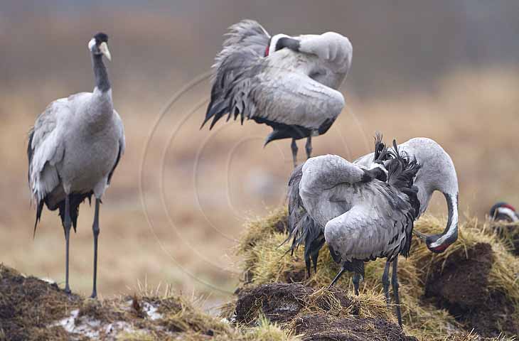 Kranich, Gefiederpflege