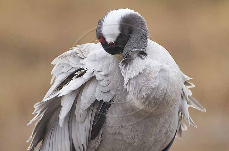Kranich, Gefiederpflege