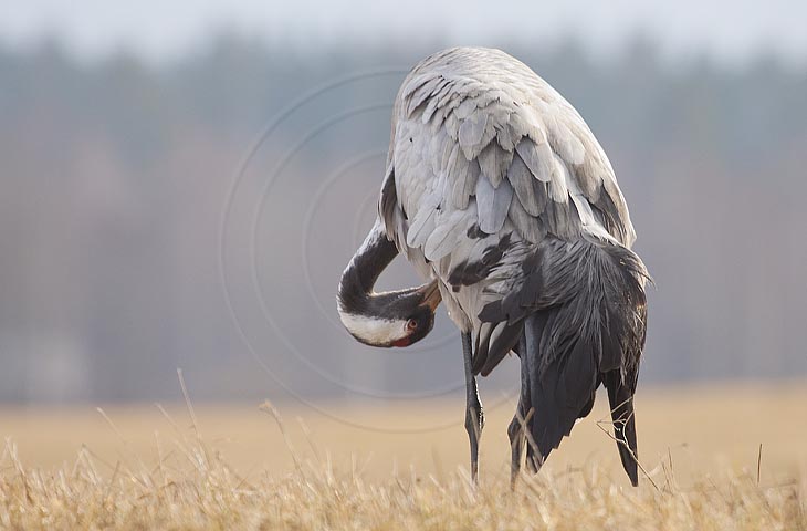 Kranich, Gefiederpflege