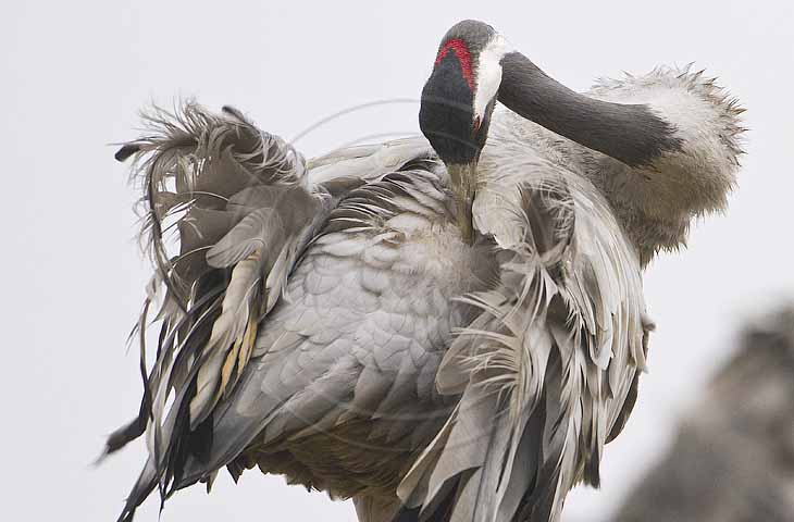 Kranich, Gefiederpflege