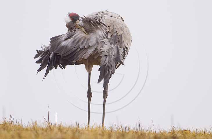 Kranich, Gefiederpflege