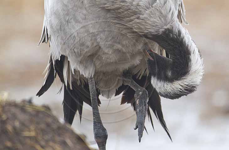 Kranich, Gefiederpflege