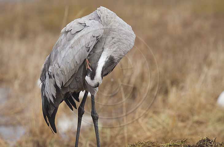 Kranich, Gefiederpflege