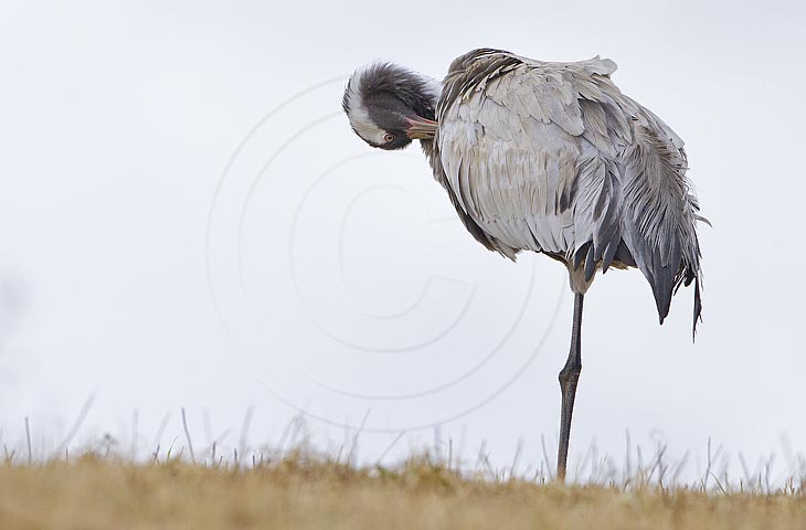 Kranich, Gefiederpflege