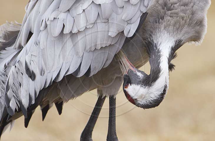 Kranich, Gefiederpflege