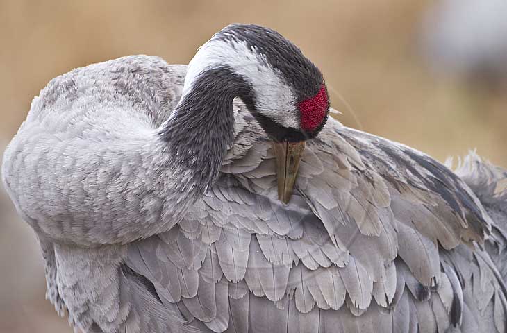 Kranich, Gefiederpflege