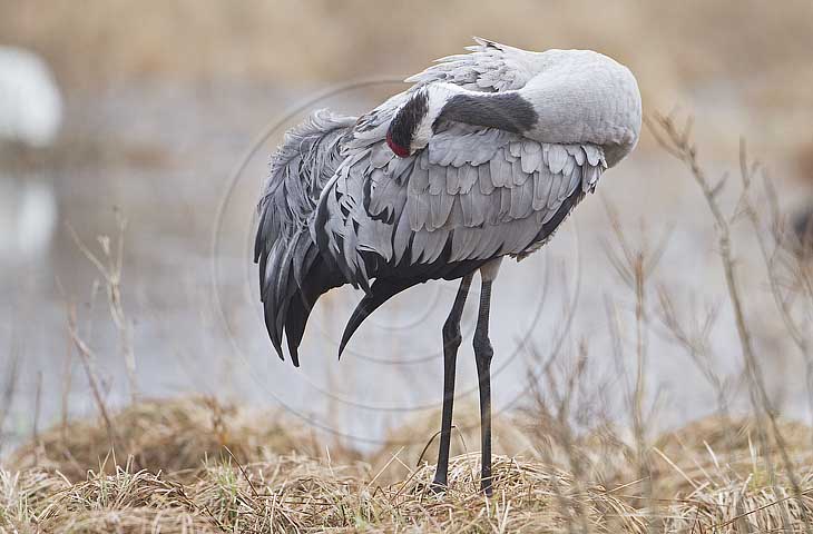 Kranich, Gefiederpflege
