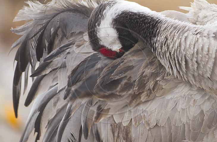 Kranich, Gefiederpflege