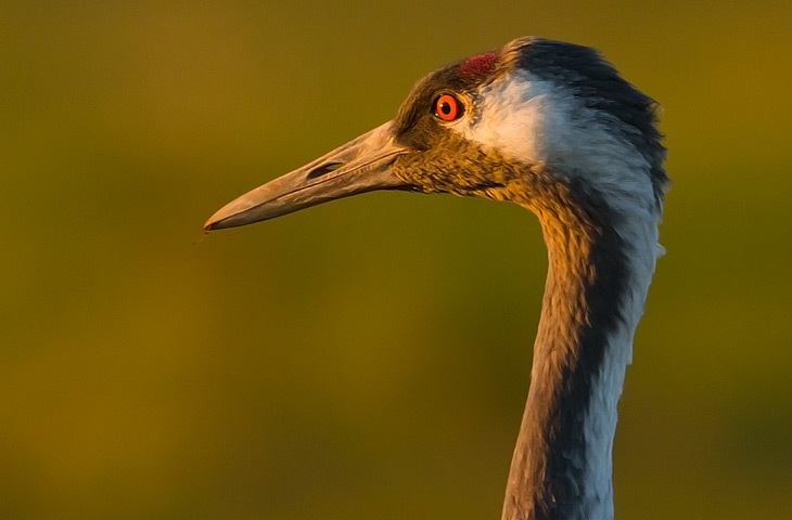 Kranich Porträt im Abendlicht, Günzer Wiesen