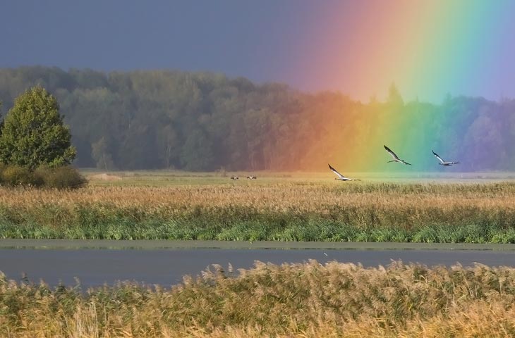 Kranich, Regenbogen