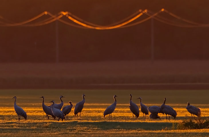 © J. Herting, Kraniche im Sonnenlicht, 