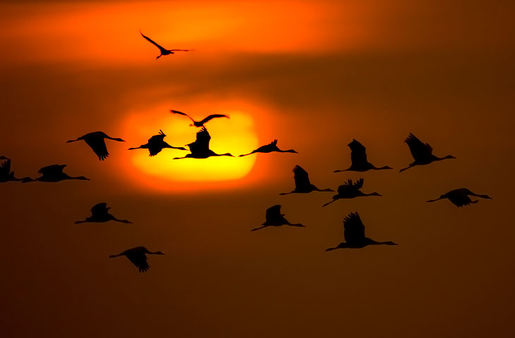 Kranich, Sonnenaufgang